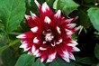 fiore