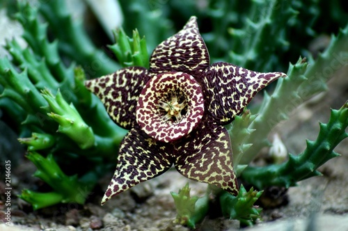fiore