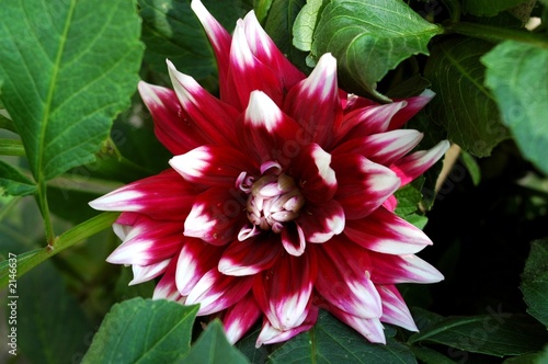 fiore