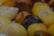 escargot