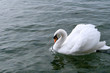 white swan
