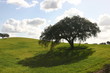 green hill with oak tree