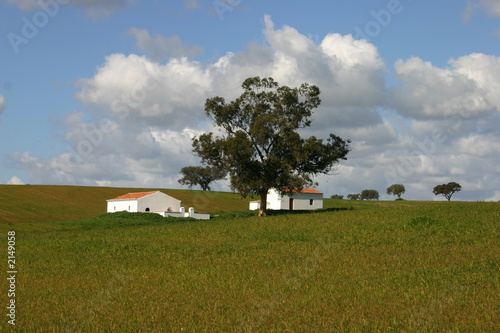 house in a green hill with tree