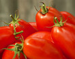 tomato harvest