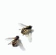 bees
