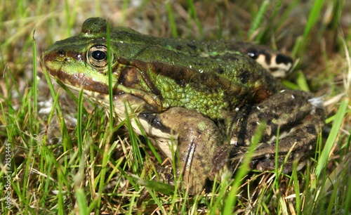 Photo: frosch auf der wiese frosch auf der wiese