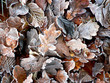 frostlaub