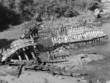 carcasse de bateau