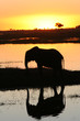 eléphant au coucher du soleil