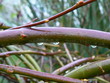 raindrops