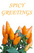 spicy greetings vert