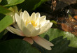 water lily side view with droplets