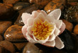 water lily bud with water droplets