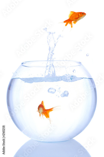 Foto: goldfish splash goldfish splash