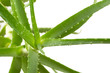 aloe