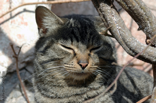 gatto