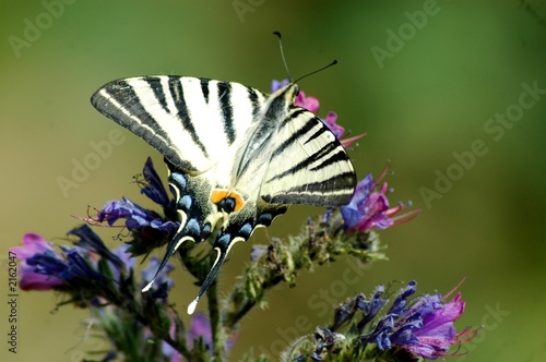 farfalla