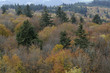 foret en automne