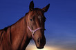 horse