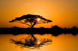 acacia tree at sunrise