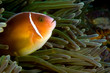 nemo anemone fish indonesia sulawesi