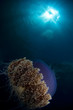 giant jellyfish, indonesia