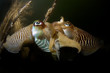 cuttlefish mating oosterschelde netherlands