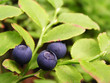bluberries