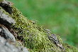 mousse sur ecorces