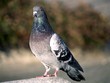 pigeon pigeon
