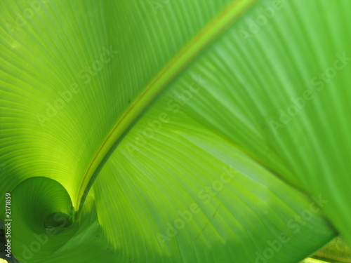 au coeur d'une feuille... au coeur d'une feuille...