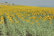 sunflowers- fields