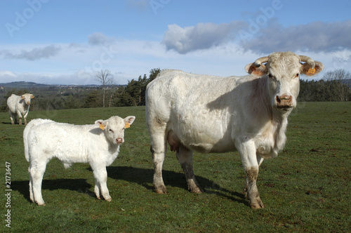 Photo: vache vache