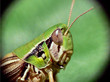 grasshopper