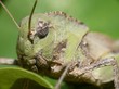 grasshopper