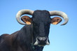 vache guadeloupéenne