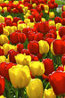 tulips field