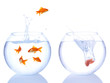goldfishes in the air