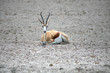 gazelle de namibie