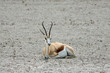 gazelle de namibie