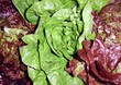 salade rouge, salade verte