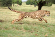 cheetah running