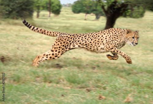cheetah running