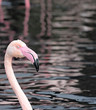 zoo flamingo (1)