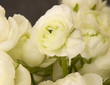 peony flowers