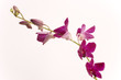 pink orchid