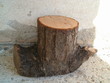 pezzo di tronco