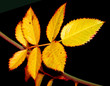lighted leaves