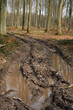 chemin boueux dans la foret chemin boueux dans la foret