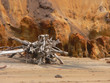 racines d'arbre mort racines d'arbre mort